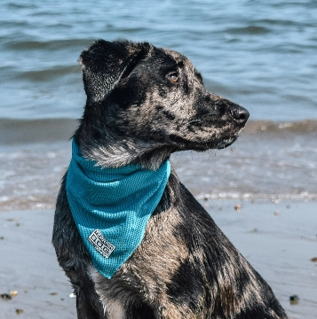 Terrain Dog Cooling Gear