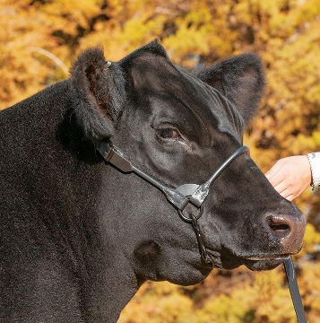 Livestock show halters