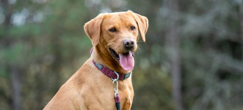 Terrain Dog Collar